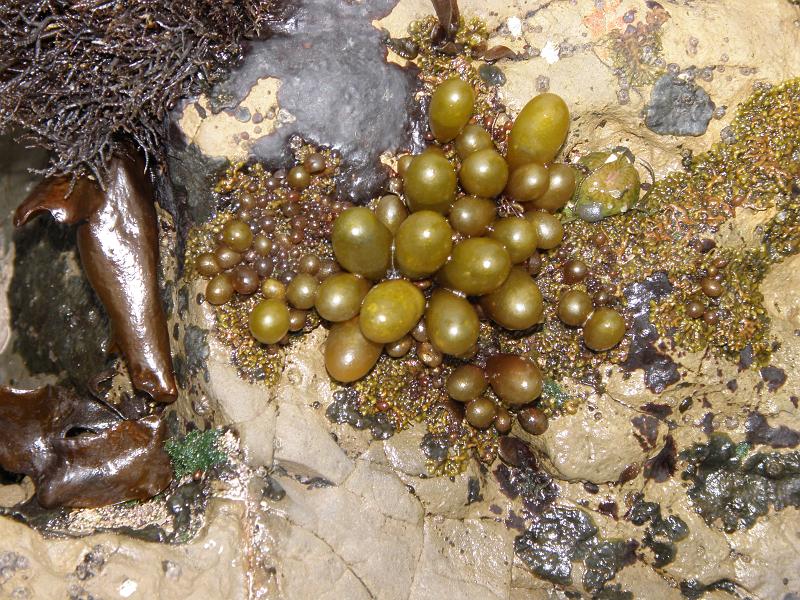 P6182038 Fitzgerald Reserve.JPG